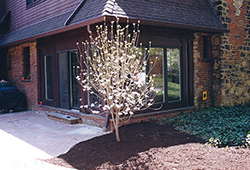 Patio and Walkways: Traditional Red Brick Patio